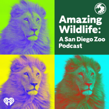 Amazing Wildlife